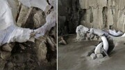 کشف بقایای ماموت ۱۵ هزار ساله در مکزیک | بزرگترین محل کشف شده حیوانات منقرض شده در تاریخ باستان شناسی را ببینید
