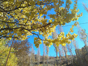 پاییز هزار رنگ آق داغ