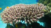 دشواری‌های خلیج‌فارس با اسیدی‌شدن و افزایش دما | پیش‌بینی مرگ مرجان‌ها تا پایان قرن حاضر