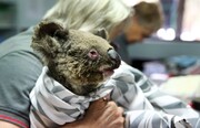 بیمارستان کوالاها؛ تلاش برای پرورش و نجات حیوانات از آتش سوزی‌های استرالیا