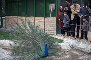 کرونا باغ پرندگان تهران را تعطیل کرد