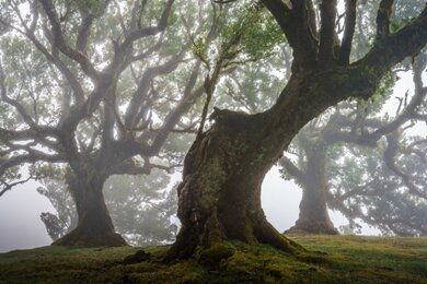 جنگل‌های باستانی و مسحور کننده مادیرا با درختان ۵۰۰ ساله