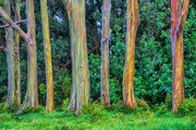 درخت رنگین کمان را دیده‌اید؟ | درخت آدامسی می تواند ۷۵ متر رشد کند