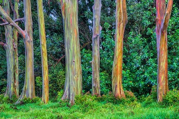 درخت رنگین کمان را دیده‌اید؟ | درخت آدامسی می تواند ۷۵ متر رشد کند