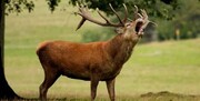 شکار در جنگل‌های شمال کشور برای ۵ سال ممنوع شد