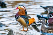 بازگشت اردک‌های زیبای ماندارین به کانادا