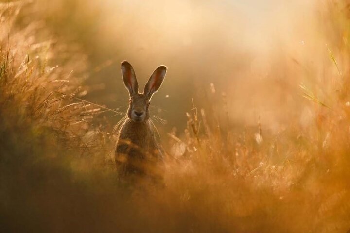 رویای خرگوش؛ برنده مسابقه عکاسی از طبیعت سال ۲۰۲۰ شد