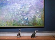 بازدید پنگوئن های باغ وحش کانزاس از یک موزه هنری | نظر پنگوئن ها درباره نقاشی های باروک و مونه چیست؟