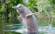 دلفین ها پس از ۳۰ سال به کلکته برگشتند | هر چقدر قرنطینه کرونا برای انسان‌ عذاب آور بود اما برای حیوانات مفید بود