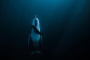 عکس باورنکردنی زیر آب از نهنگ مادر و فرزندش؛ برنده جایزه ۱۲۰ هزار دلاری