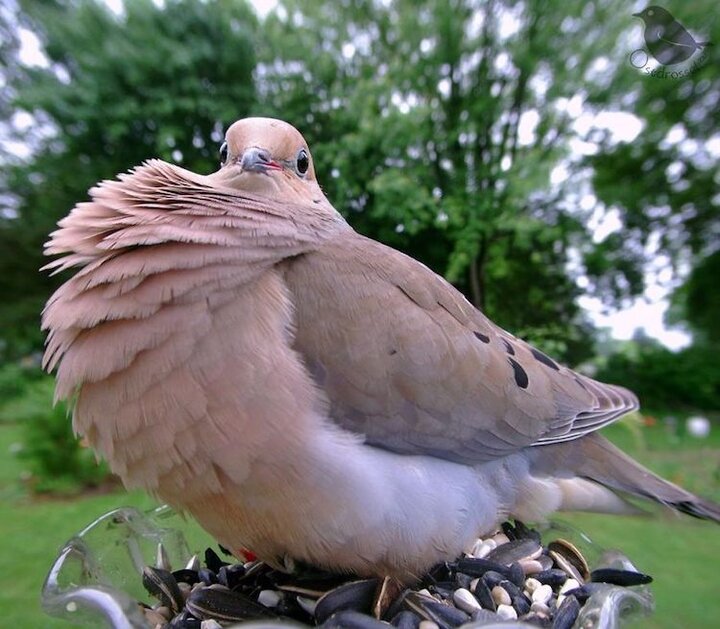 تصاویر نمای نزدیک از پرندگان مختلف هنگام غذا خوردن