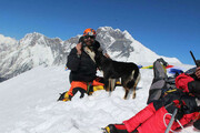 میرا؛ اولین سگی که قله بلند بارونتس در هیمالیا را پشت سر گذاشت