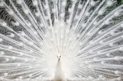 تصاویری نادر و زیبا از طاووس سفید | چرا طاووس سفید بدون رنگ است؟