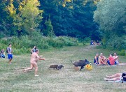 شوخی طبیعت با طبیعت گرد آلمانی | مرد برهنه به دنبال گراز می‌دود