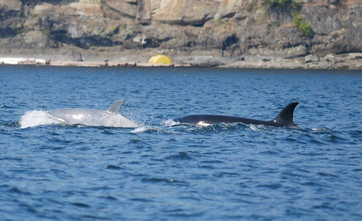 مشاهده یک نهنگ قاتل سفید نادر در آب‌های جنوب شرقی آلاسکا