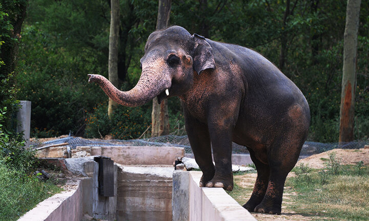 تنهاترین فیل جهان از باغ وحش به پناهگاه منتقل شد | نداشتن شریک زندگی فیل را هم افسرده کرد!