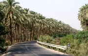 آبپخش؛ معرفی طولانی ترین جاده نخلستانی جنوب کشور | کرونا ۷۰ درصد هتل‌های بوشهر را تعطیل کرد