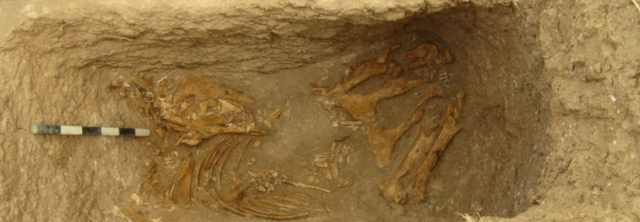 کشف سومین تدفین اسب از دوره اشکانی در گورستان وستمین