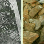 جدیدترین واکنش به مومیایی کشف شده در شهر ری | این جنازه اصلا متعلق به رضاشاه نبود ؛ یک دسیسه بود!