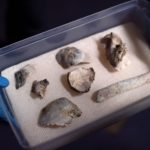کشف قدیمی‌ترین فسیل انسانی در خرابه‌های موزه ملی برزیل | 80 درصد ارزشمندترین دارایی موزه بازسازی شد