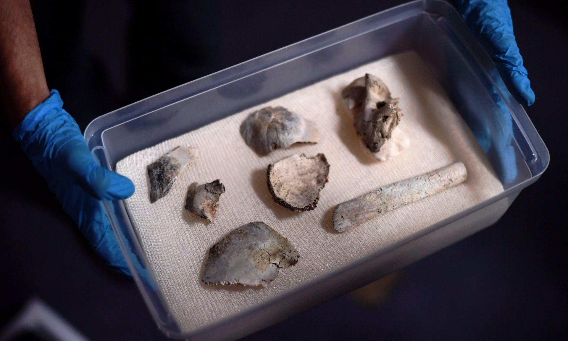 کشف قدیمی‌ترین فسیل انسانی در خرابه‌های موزه ملی برزیل | 80 درصد ارزشمندترین دارایی موزه بازسازی شد