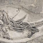 فیلم | فسیل‌های انبارهای موزه‌های مختلف آنلاین می‌شوند