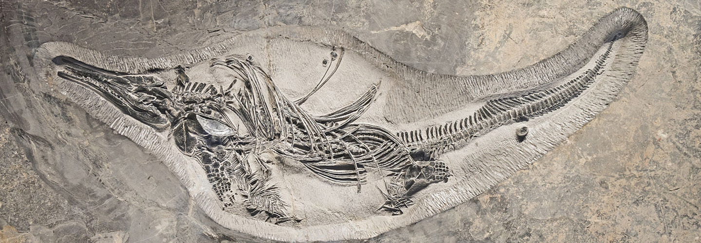 فیلم | فسیل‌های انبارهای موزه‌های مختلف آنلاین می‌شوند