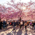 فیلم | هجوم گردشگران برای شکوفه‌های گیلاس و دریای رنگی در چین