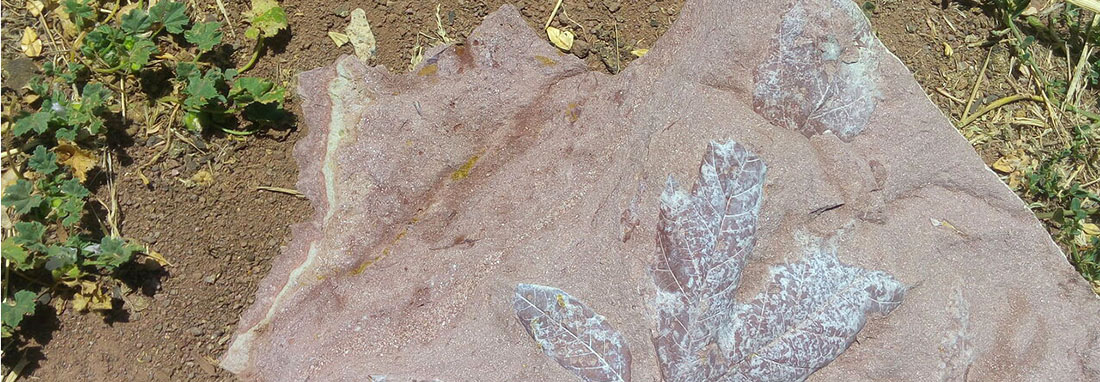 فیلم | کشف فسیل گیاهی چند میلیون ساله در مشکین شهر | تصاویر این فسیل‌ها را ببینید