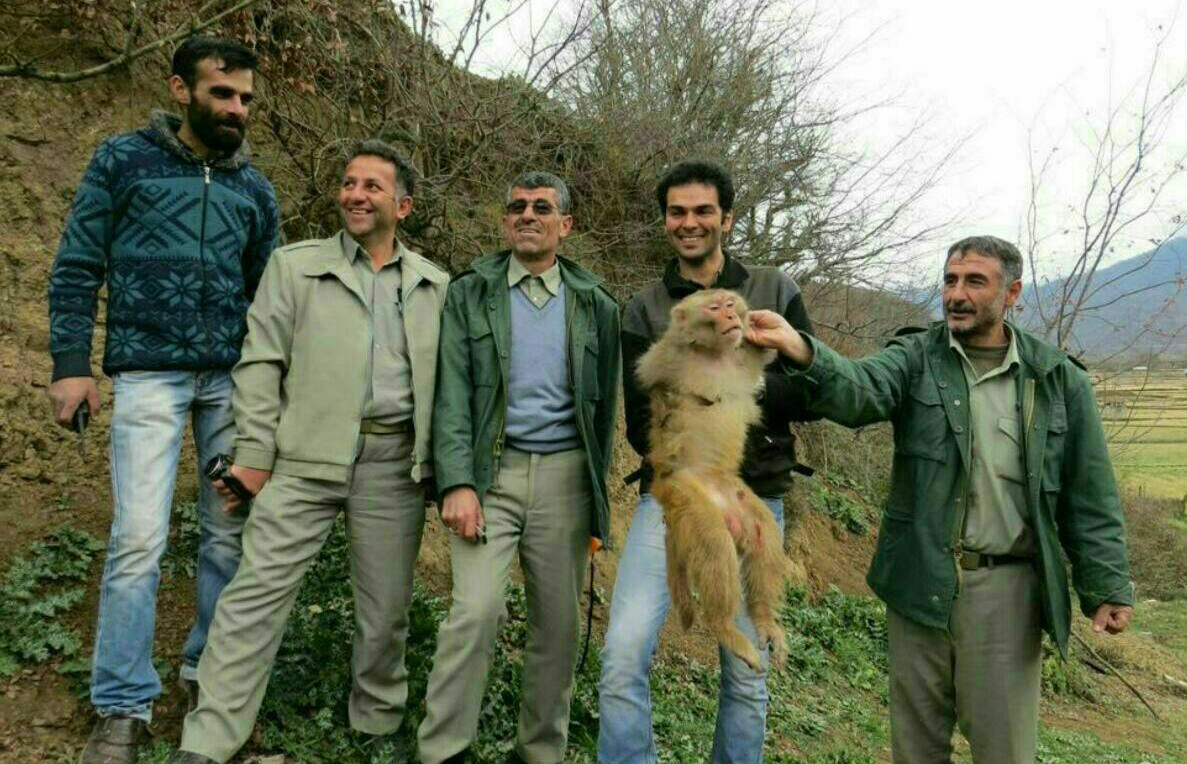 نگرانی مسافران از میمون‌های وحشی در شمال ایران | «رزوس‌ها» چطور از سیاهکل سر درآوردند؟