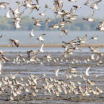 پناهگاه پرندگان مهاجر در خلیج چین در یونسکو ثبت شد