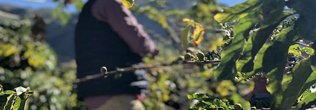 تنها مزرعه قهوه اروپا در خطر نابودی | مزرعه 200 ساله‌ای که جاذبه گردشگری شد